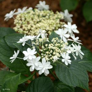 アジサイ　ウェディングドレス｜花の手帖のweb紫陽花図鑑