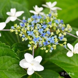 アジサイ　ホロヨイ（ほろ酔い）｜花の手帖の紫陽花図鑑