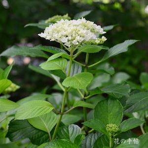 アジサイ　ホワイト キング（White King）｜花の手帖の紫陽花図鑑