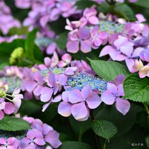 アジサイ　｜花の手帖の紫陽花図鑑