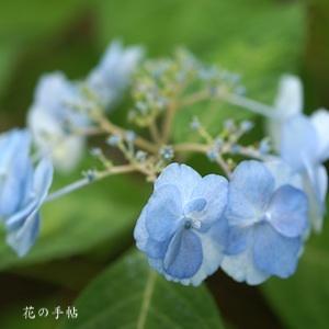 アジサイ　ヤエアマチャ（八重甘茶）｜花の手帖のweb紫陽花図鑑
