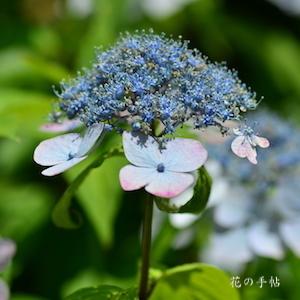 アジサイ　ヤクシマアマチャ（屋久島甘茶）｜花の手帖のweb紫陽花図鑑