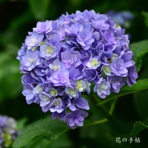アジサイ　ユーミートゥギャザー（You & Me Together）｜花の手帖のweb紫陽花図鑑