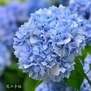 アジサイ ユキテマリ（雪てまり）｜花の手帖のweb紫陽花図鑑