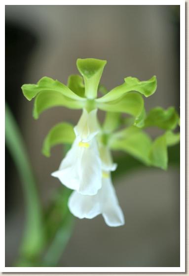 エンシクリア プルケリマ