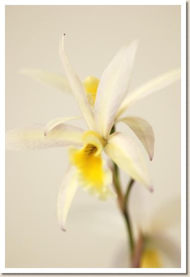 レリア バーバラ ドンネル 'マリアイレナ'