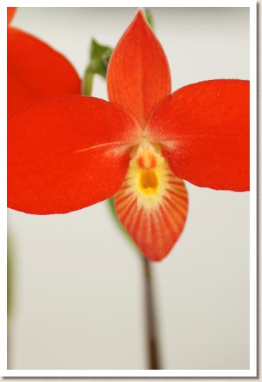 フラグミペジウム ベッセエ 'ヤヨイ'