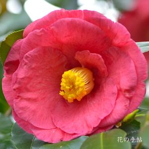 ツバキ　アカシガタ（明石潟）｜花の手帖の椿図鑑