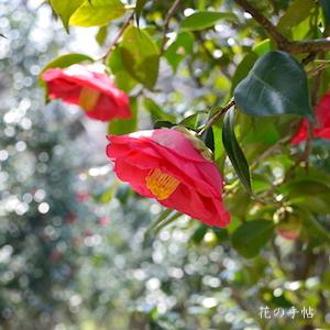 ツバキ　アカシガタ（明石潟）｜花の手帖の椿図鑑