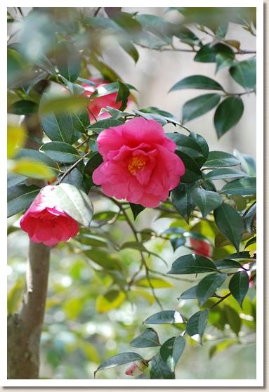 ツバキ　バーバラ クラーク