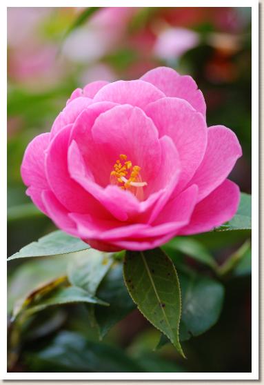 ツバキ　バーバラ クラーク