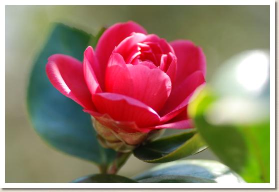 ツバキ ベニグルマ（紅車）