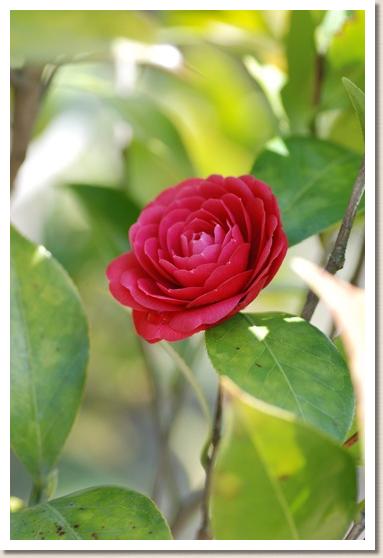 ツバキ　ベニカンノン（紅観音）