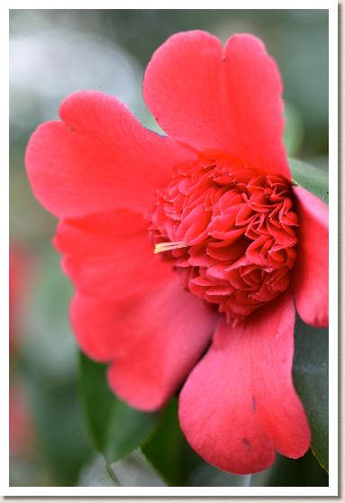 ツバキ　ベニカラコ（紅唐子）