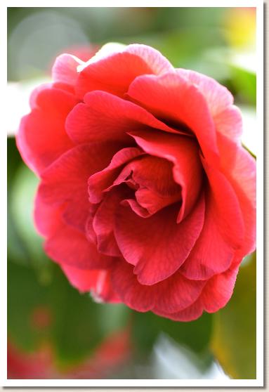 ツバキ　ベニキリン（紅麒麟）