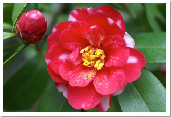 ツバキ　ベニチドリ（紅千鳥）