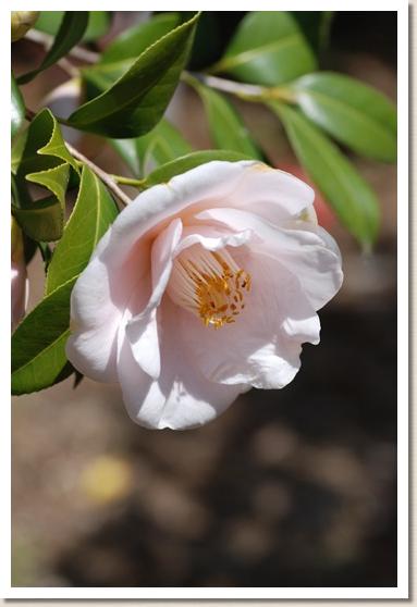 ツバキ　ベレニスボディ