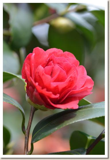 ツバキ　ブラックドラゴン（Black Dragon）