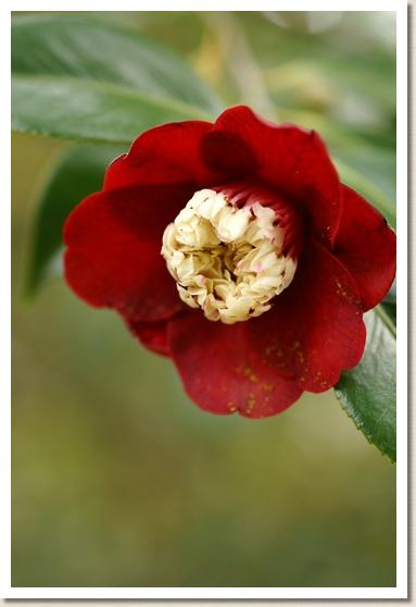 ツバキ　ボクハン