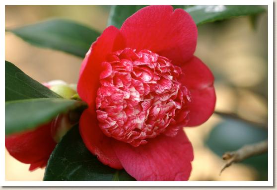 ツバキ　ボクハンニシキ