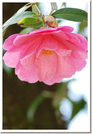 ツバキ　ブライアン