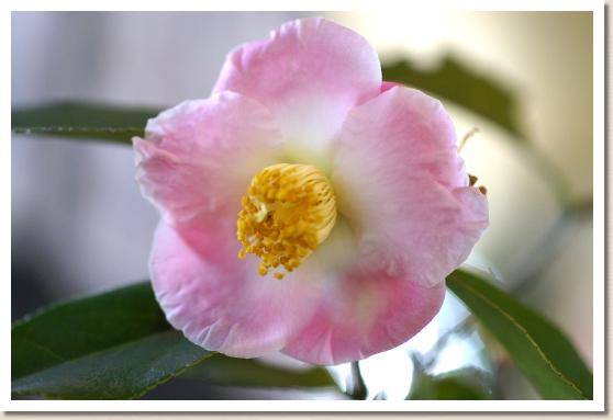 ツバキ チャチャヒメ（茶々姫）