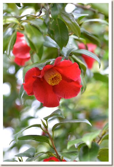 ツバキ　チョウセンツバキ