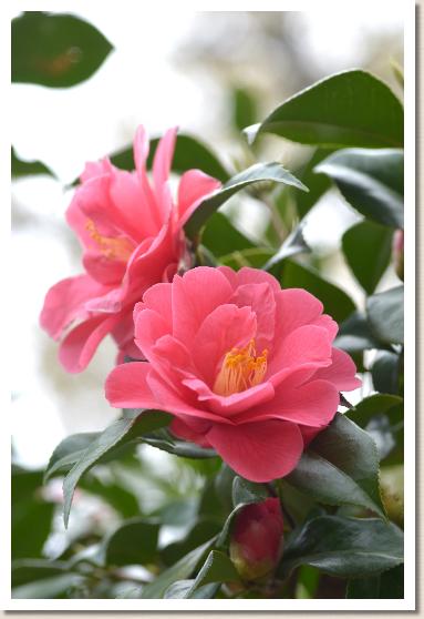 ツバキ　チョウセンツバキ