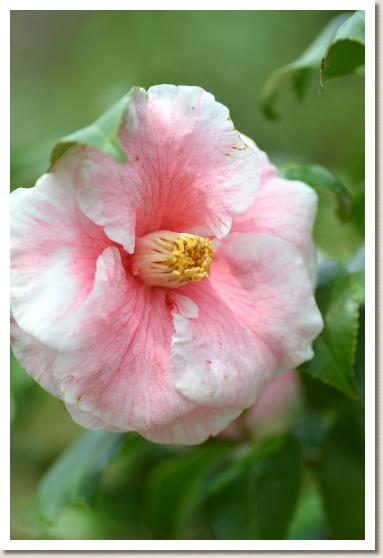 ツバキ　 シンデレラ（Cinderella）