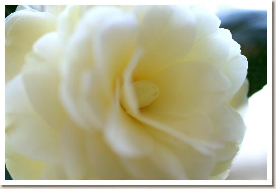 ツバキ ダローネガ（Dahlonega）