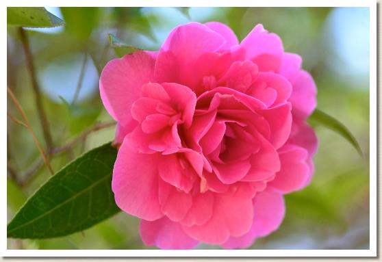 ツバキ　デッビー