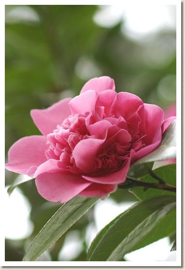 ツバキ　デッビー