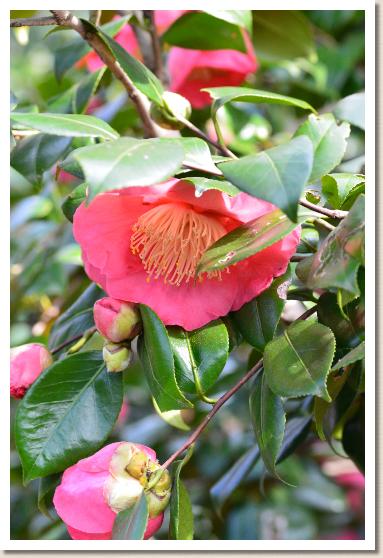 ツバキ　デワタイリン