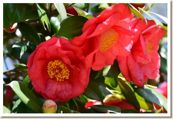 ツバキ ドラマガール（Drama Girl）