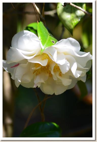 ツバキ　ドリフトウッド（Driftwood）