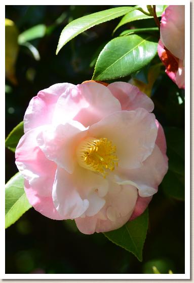 ツバキ　ドクターティンスレー