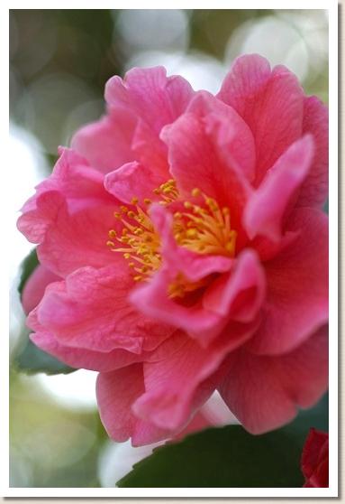 ツバキ　フラグラントピンク