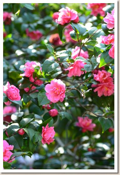 ツバキ　フラグラントピンク