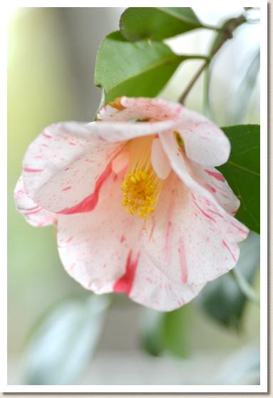 ツバキ　フブキシラタマ（吹雪白玉）