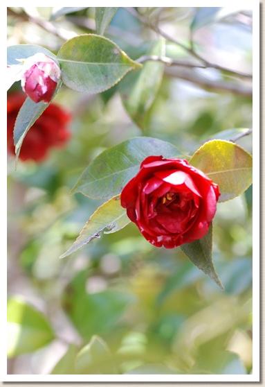 ツバキ　フイリコンロンコク