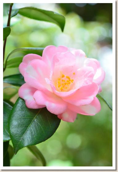 ツバキ　フイリシュンショコウ（斑入春曙光）