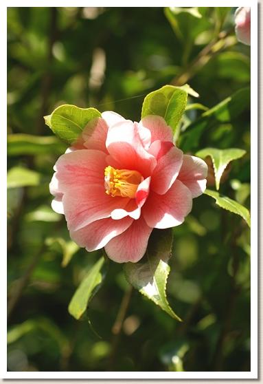 ツバキ　フクリンイッキュウ