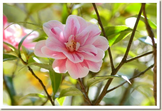 ツバキ　フクリンイッキュウ