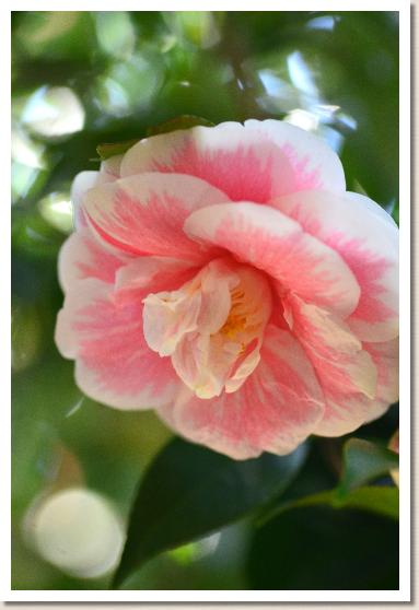 ツバキ　ゲンジカラコ（源氏唐子）