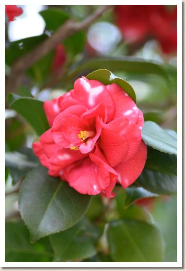 ツバキ　ギガンティア（Gigantea)