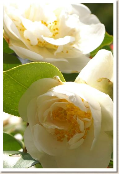 ツバキ　ギョクボタン