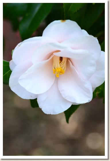 ツバキ　ハゴロモ（羽衣）