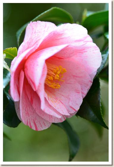 ツバキ　ハクロニシキ（白露錦）