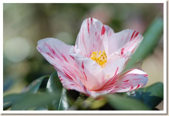 ツバキ ハルノウテナ（春の台）