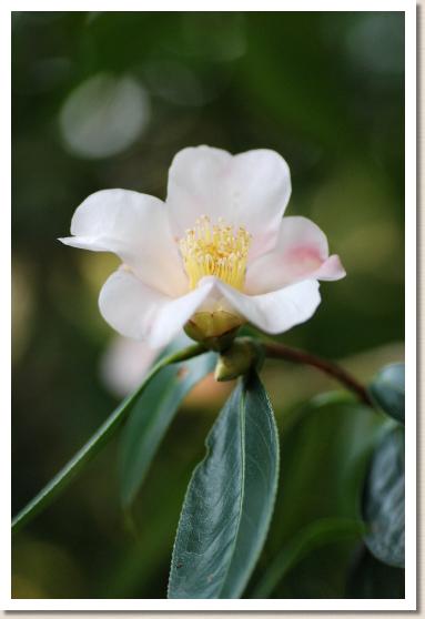 ツバキ ハツカリ